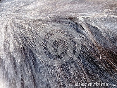 Close-up of a cat fur glistening in the sun Stock Photo