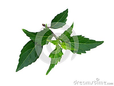 Close up Cat's whisker, Java tea, Misai kuching leaves on white background Stock Photo