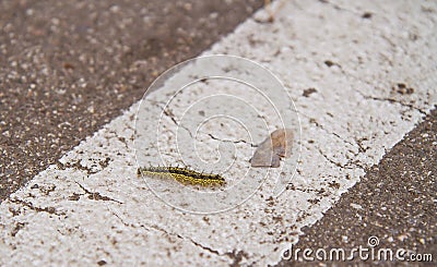 Close-up of caterpillar walking across white line on asphalt road. Stock photography. Stock Photo
