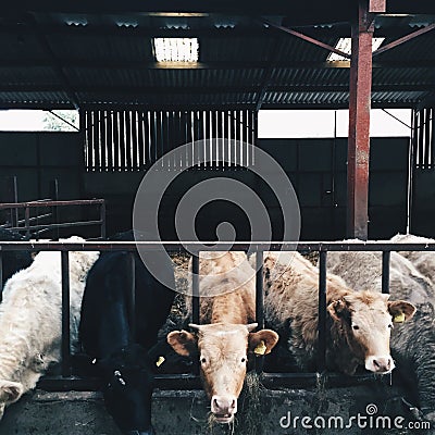 Close up of Cattles (Bos taurus) sticking their heads out through the fence of a barn Stock Photo