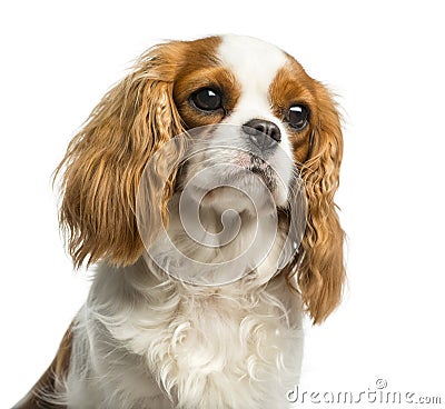 Close-up of a Cavalier King Charles Spaniel Stock Photo