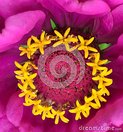 Pistils and stamens in the center of a flower Stock Photo