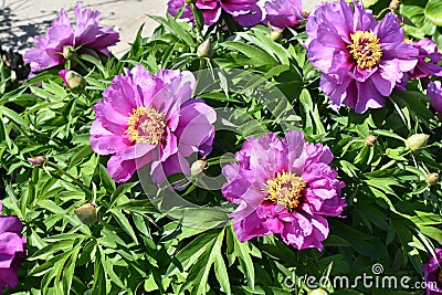 Close up of center of pink Itoh Peony (herbaceous peonies) in full bloom Stock Photo