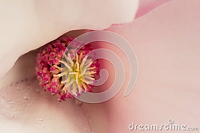 Close-up of the central part of a magnolia blossom Stock Photo