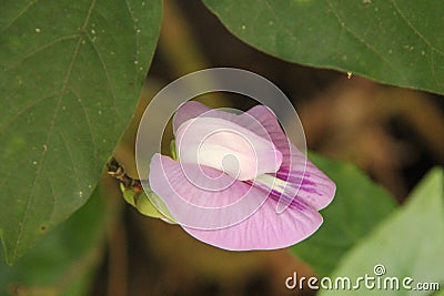 Close up of a centro flower Stock Photo