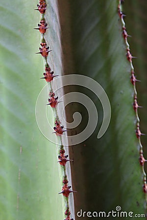 Close up Cereus jamacaru cactus branch with red areoles and short spines Stock Photo