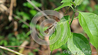 Close up of a ceylon swift butterfly on a leaf Stock Photo