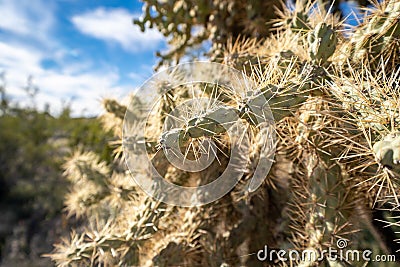 Close up of a chain fruit cholla cactus in the Sonoran Desert of Arizona Stock Photo