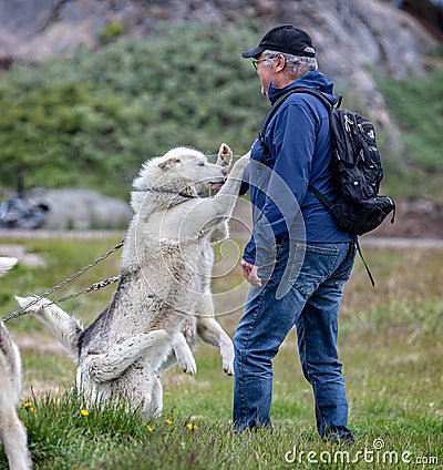 Close up of chained white wild sled dogs greeting inuit owner in Sisimiut, Greenland Editorial Stock Photo