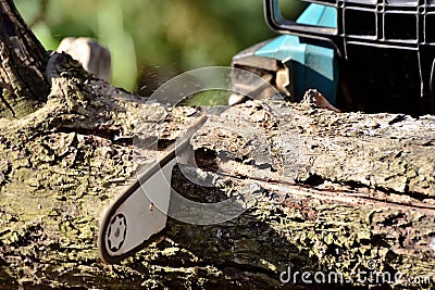 Chainsaw sharp chain blade and bar in action while cutting a tree trunk Stock Photo