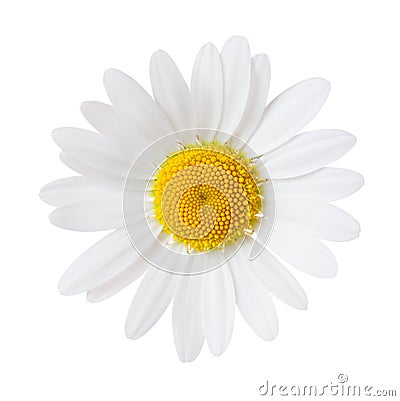 Close-up of Chamomile isolated on white background. Ox-Eye Daisy Stock Photo