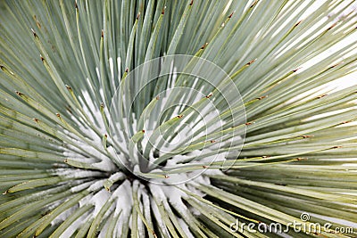 Close up of Chaparral Yucca (Hesperoyucca whipplei) growing on the slopes of Mt San Antonio, snow at its base; Los Angeles county Stock Photo