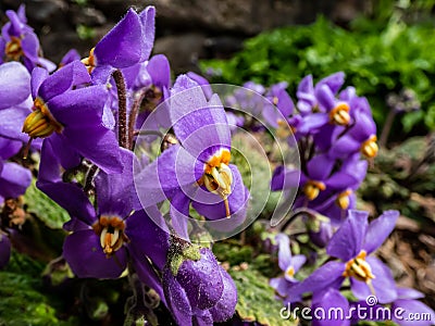 Close up of charming, five-petalled purple flowers with prominent yellow anthers of rosette-forming plant Pyrenean-violet or Stock Photo