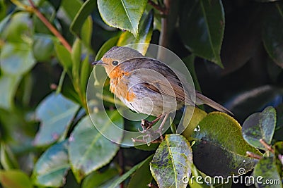 Close up of a cheeky robin perched in a laurel bush Stock Photo