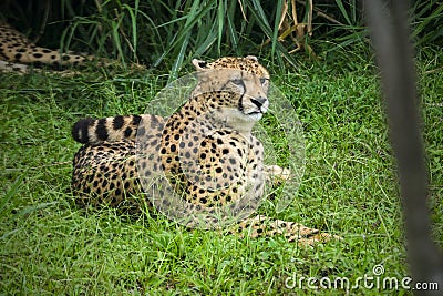 Close-up of cheetah -Acinonyx jubatus- lying down Stock Photo