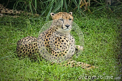Close-up of cheetah -Acinonyx jubatus- lying down Stock Photo