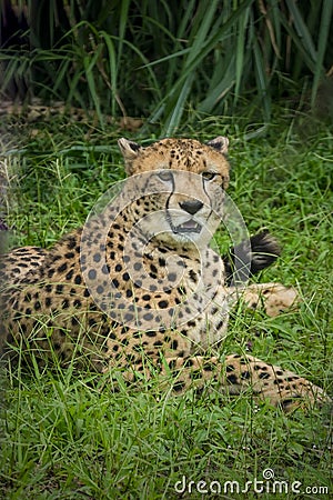 Close-up of cheetah -Acinonyx jubatus- lying down Stock Photo