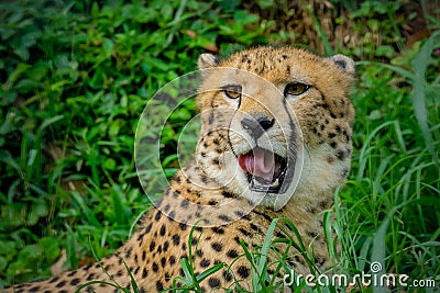 Close-up of cheetah -Acinonyx jubatus- lying down Stock Photo