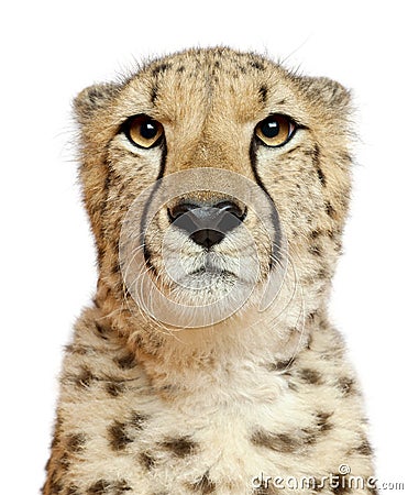 Close-up of Cheetah, Acinonyx jubatus, 18 months old Stock Photo