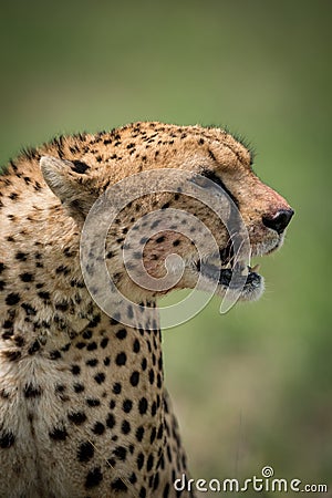 Close-up of cheetah with blood-stained mouth open Stock Photo