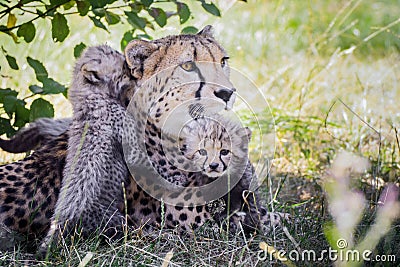 Portrait cheetah cubs with mother Stock Photo