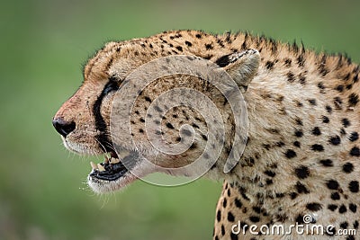 Close-up of cheetah head with open mouth Stock Photo