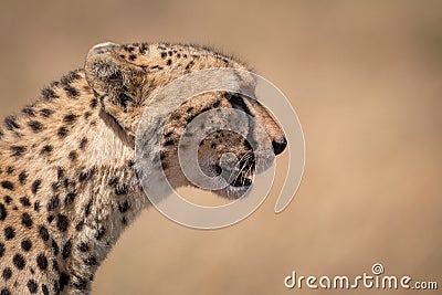 Close-up of cheetah head with open mouth Stock Photo