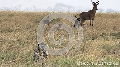 Close up of a cheetah pair stalking antelope at serengeti national park Stock Photo