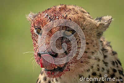 Close-up of cheetah sitting licking bloody nose Stock Photo