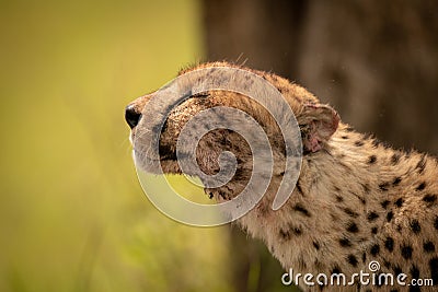 Close-up of cheetah stretching with closed eyes Stock Photo