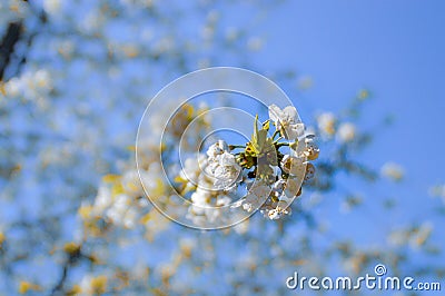 Close up of a cherry blossom Stock Photo