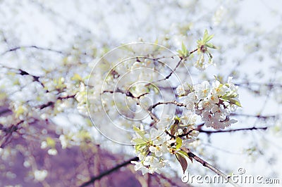 Close up of a cherry blossom Stock Photo