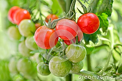 Close up of cherry tomatoes growing Stock Photo