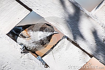 Close up of Chestnut backed Chickadee Poecile rufescens framed by the lattice of a wooden fence; San Francisco bay area, Stock Photo