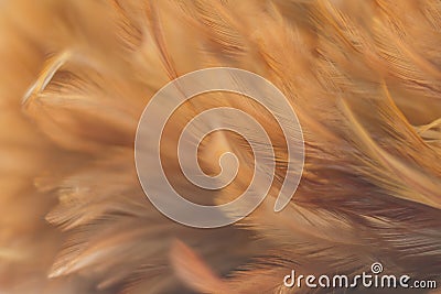 Chicken feathers or beautiful orange birds Light from the back for the background and design Stock Photo