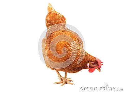 Close up chicken hen eating something isolated white background Stock Photo