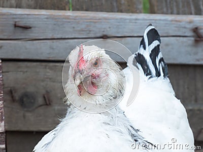 Close-up of a chicken in a stall Stock Photo