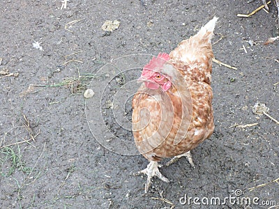 Close-up of a chicken in a stall Stock Photo