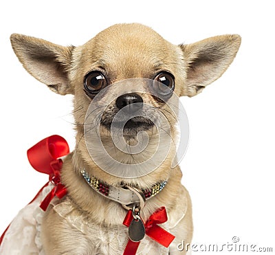 Close-up of a Chihuahua with fancy collar, looking at the camera, 4 years old Stock Photo