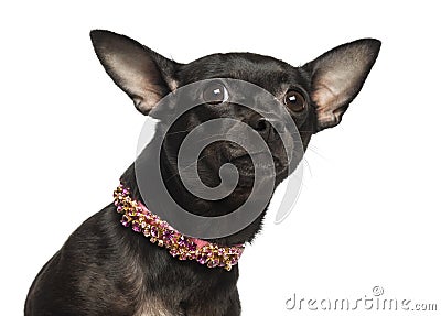 Close-up of a Chihuahua looking fearful, isolated Stock Photo