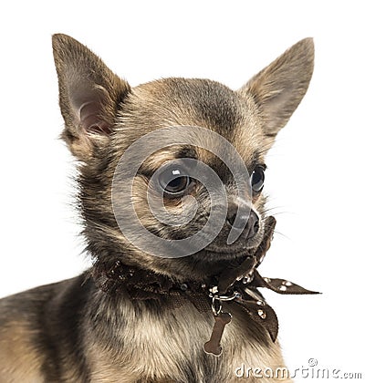 Close-up of a Chihuahua puppy with fancy dog collar Stock Photo