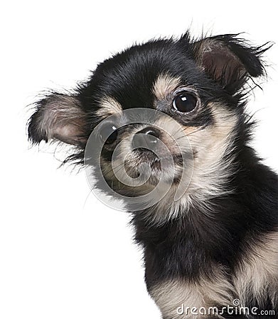 Close-up Chihuahua puppy looking the camera Stock Photo