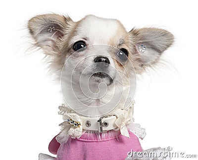 Close-up of Chihuahua puppy in pink dress Stock Photo