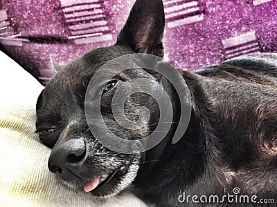 Close up of chihuahua sleeping Stock Photo