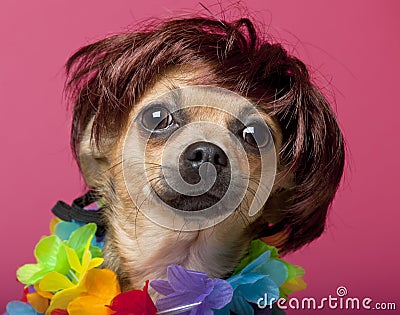 Close-up of Chihuahua wearing wig and colorful Stock Photo
