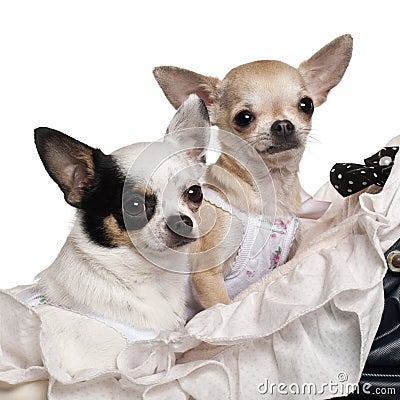 Close-up of Chihuahuas, 1 year old, in baby Stock Photo