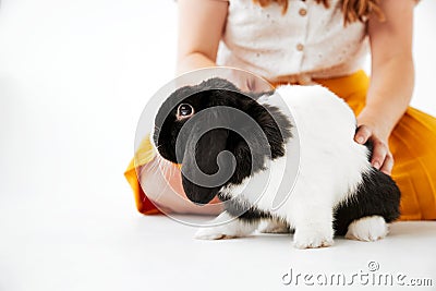 Close Up Of Child Stroking Miniature Black And White Flop Eared Rabbit On White Background Stock Photo