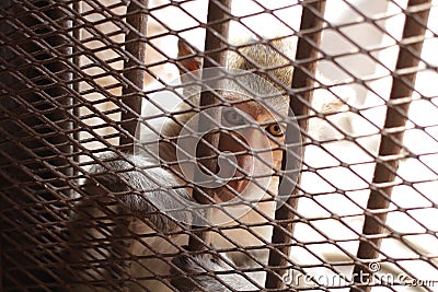 Close-up children Monkey in the cage, eyes are sad, lack of freedom, poor animal behind metal bars in captivity Stock Photo