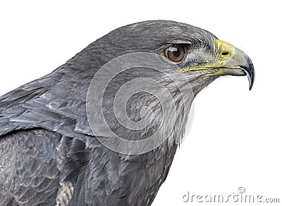 Close-up of a Chilean blue eagle - Geranoaetus melanoleucus Stock Photo