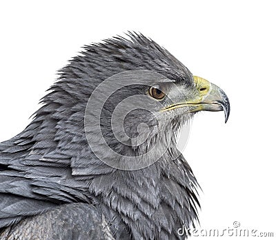 Close-up of a Chilean blue eagle - Geranoaetus melanoleucus Stock Photo